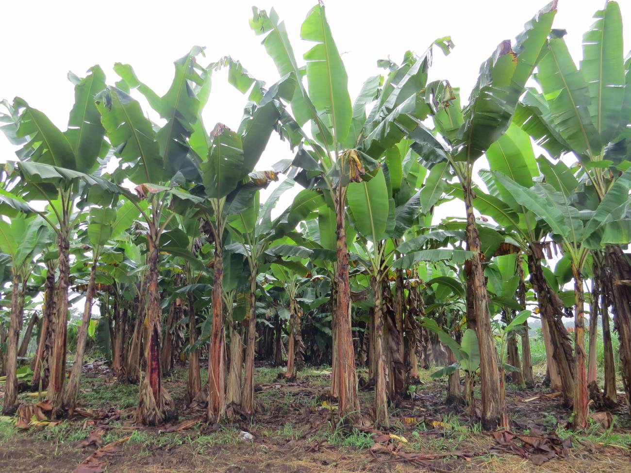 Plantación de banano en Ecuador. Fuente: Ana Belén Guerrero. Grupo de Agroenergética