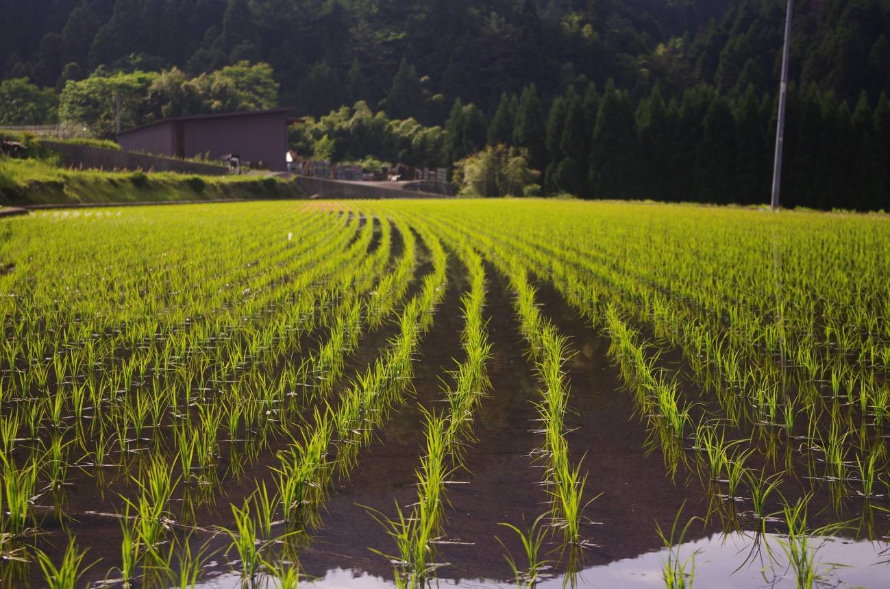 Cultivo de arroz.