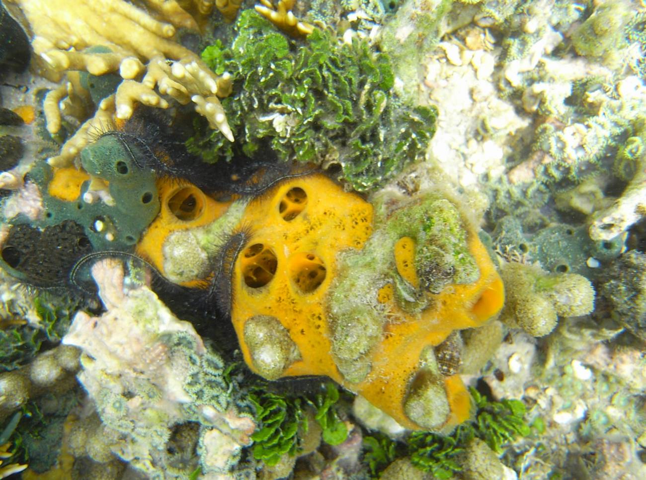 La esponja marina Mycale laevis abunda en arrecifes coralinos de mares tropicales y produce un vitelo heterogéneo con una mezcla de lípidos, proteínas e incluso glucógeno. Foto: Ana Riesgo (UB-IRBio)