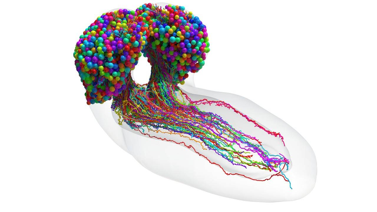 conjunto completo de neuronas del cerebro de la larva de la mosca de la fruta