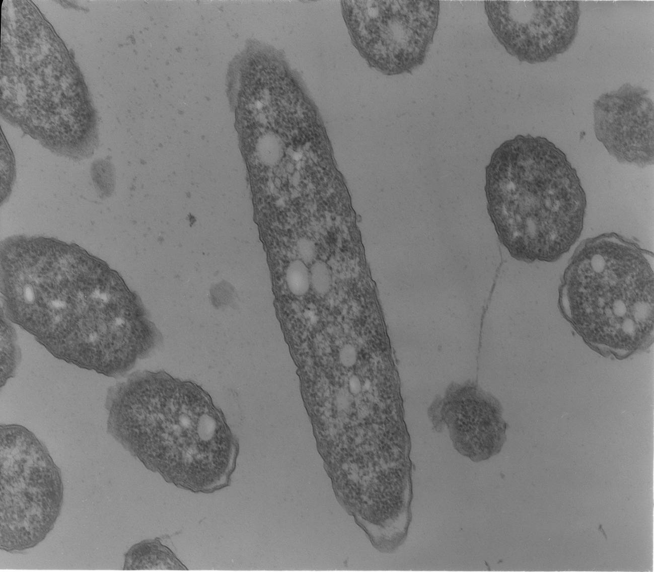 Imagen microscópica de la bacteria Halomonas anticariensis, cepa con la que los científicos de la UGR han construido el biosensor. 