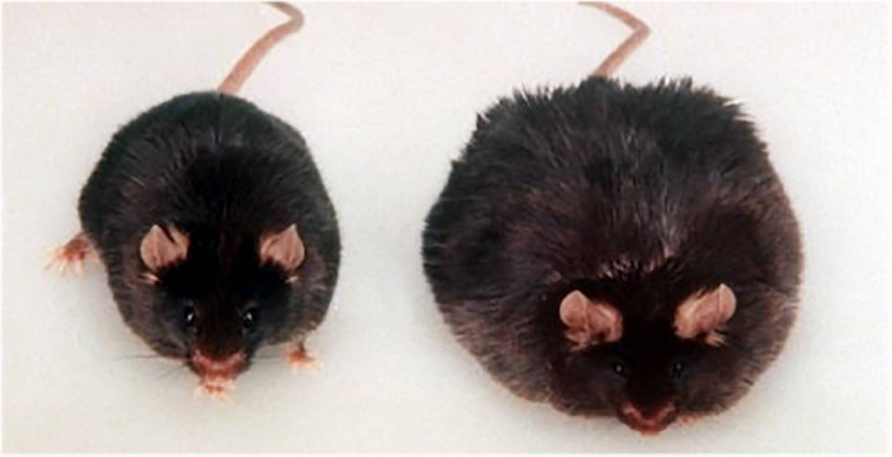 Una rata Zucker similar a la empleada para este estudio, y que constituye uno de los modelos genéticos de obesidad mejor caracterizados.