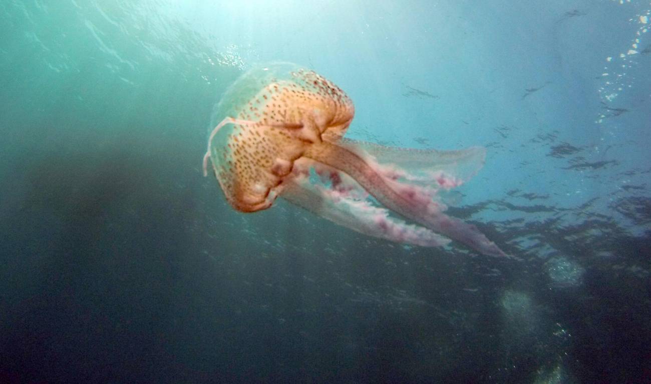Una medusa, en una fotografía tomada en el marco del Proyecto LIFE+ INFONATUR de la UE. / EFE/ J.J. Guillen