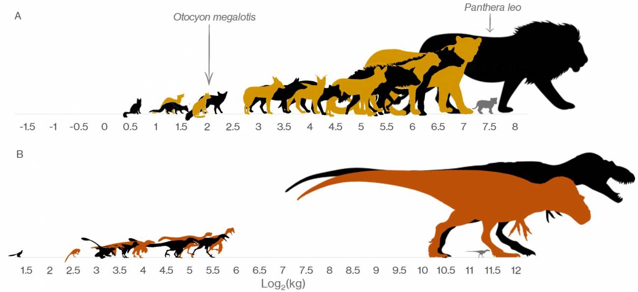Crece rápido y muere joven: esto explica por qué predominaron los  dinosaurios gigantes