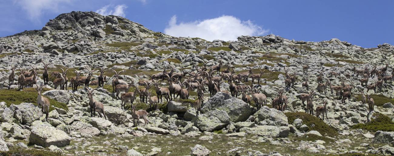 Rebaño de cabras monteses (machos) en el Parque Nacional de la Sierra de Guadarrama, Madrid.