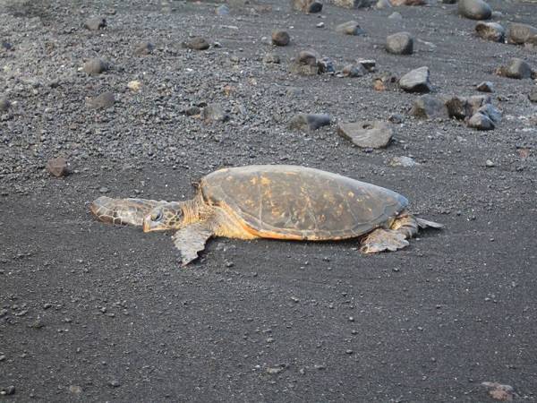La tortuga verde está incluida en la lista roja de especies amenazadas según la Unión Internacional para la Conservación de la Naturaleza (imagen: Lluís Cardona, UB-IRBio).