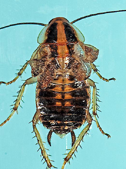 Ninfa supernumeraria de la cucaracha Blatella germanica obtenida, en lugar del adulto, al reprimir la formación de microRNAs