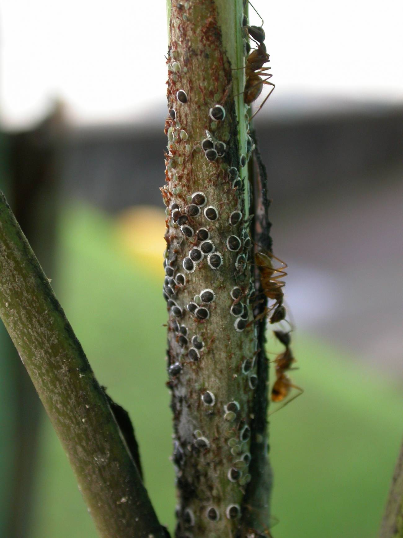 Las hormigas eliminan hongos y depredadores que amenazan a los pulgones y además los transporta.