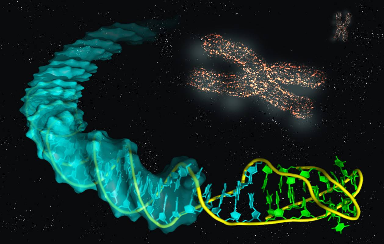 Imagen ilustrativa de la estructura de la unión del i-ADN con el B-ADN