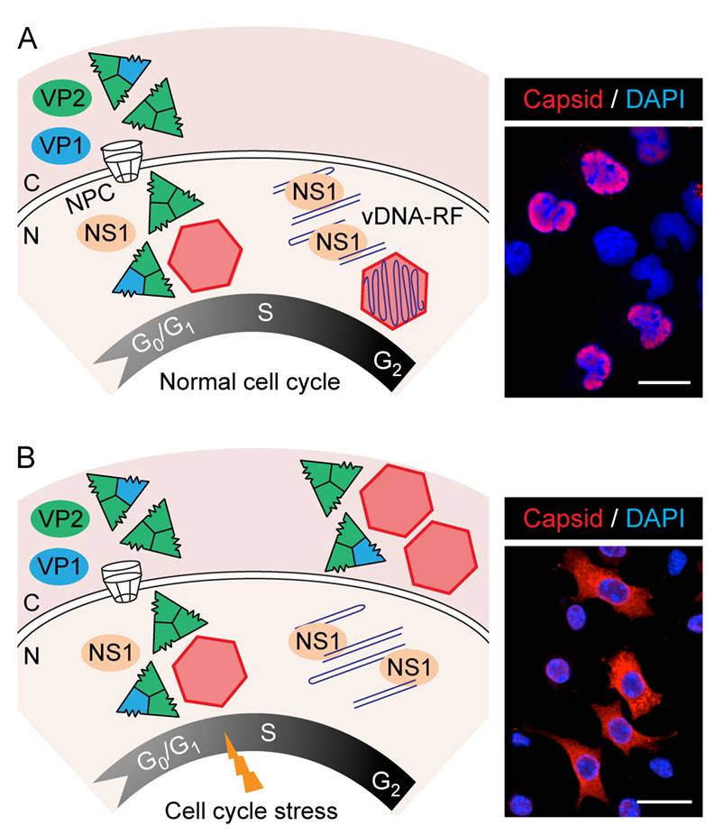 Descrito el papel regulador del ciclo celular en el ensamblaje y maduración de virus