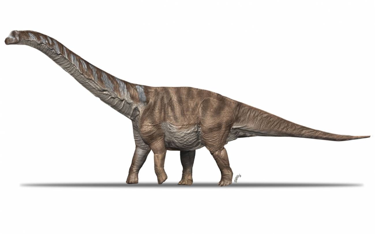 Descrito un nuevo titanosaurio que vivió en los Pirineos hace 70 millones  de años