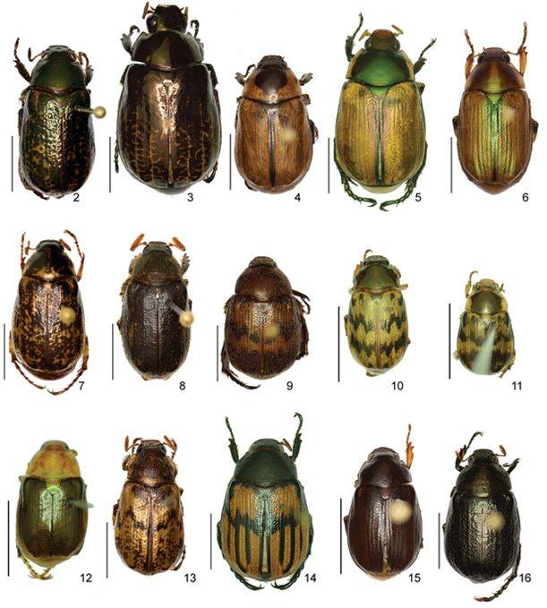 Algunos ejemplares de las 57 especies de coleópteros descubiertos por el CIBIO UA en Costa Rica.