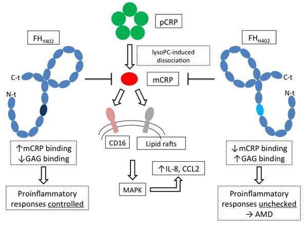 Mecanismo de la respuesta inflamatoria inducida por la proteína C reactiva en DMAE  (Scientific Reports)