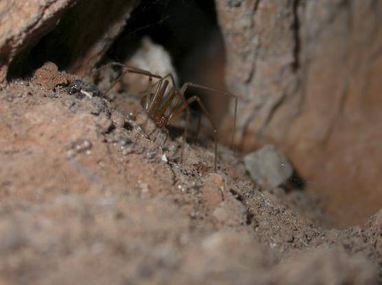 Son pequeñas arañas de color marrón, de hábitos nocturnos, cuerpo de aspecto piriforme y tres pares de ojos dispuestos en forma de triángulo.