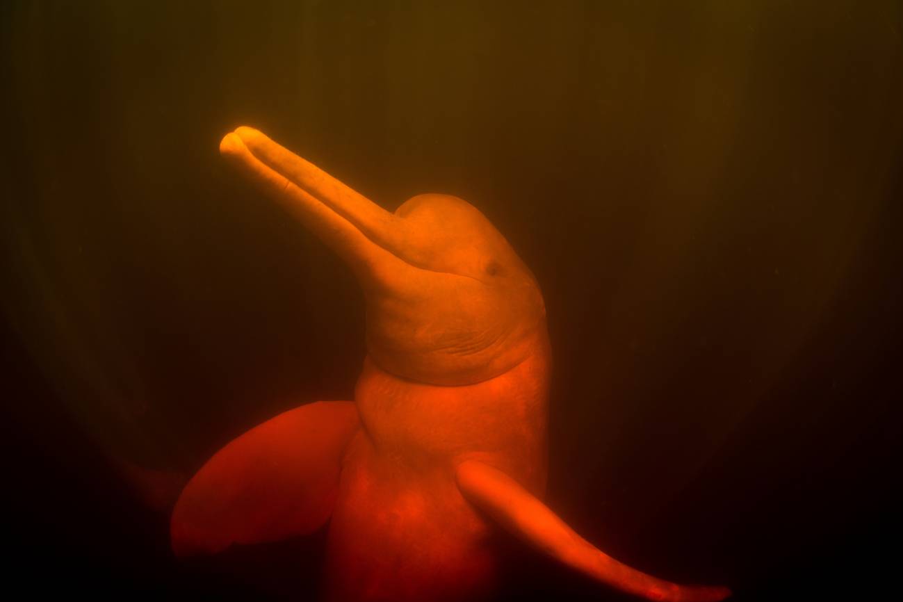 Más amenazas al delfín rosa amazónico