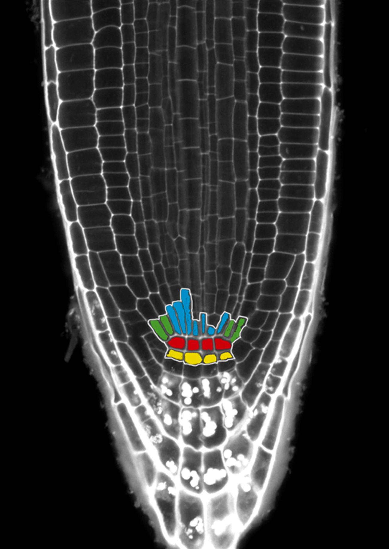 Raíz de Arabidopsis vista con microscopía confocal