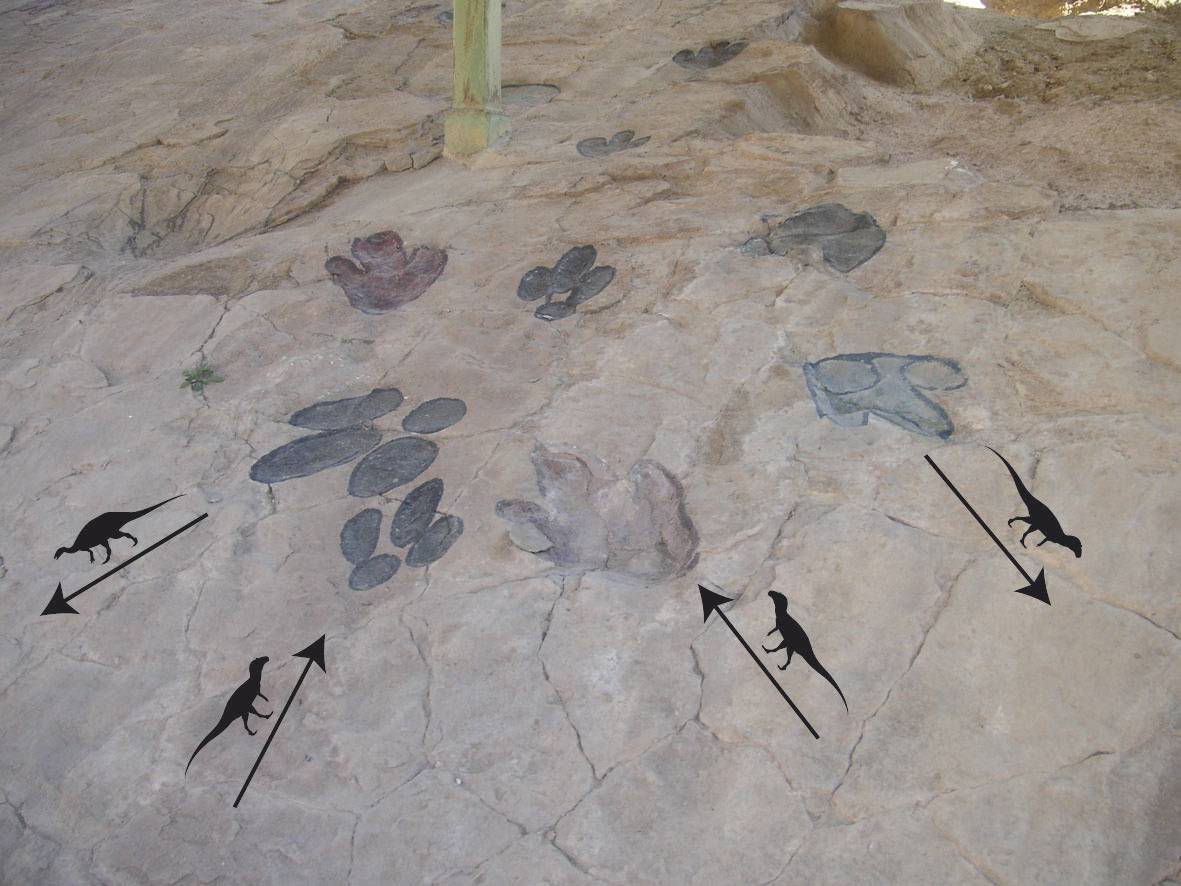 Dos rastros de dinosaurios carnívoros que caminaron de forma paralela y diferente sentido se entrecruzan con otro rastro de dinosaurio terópodo (subparalelo) y otro de ornitópodo en diferente dirección. / Fundación Dinópolis
