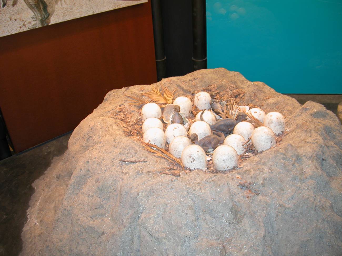 Descubren diferencias en la formación de las cáscaras de huevo de los  dinosaurios