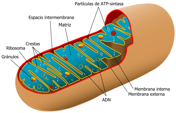 Estructura de una mitocondria.