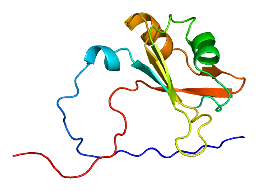 Proteína  hnRNPA2B1. / Wikipedia