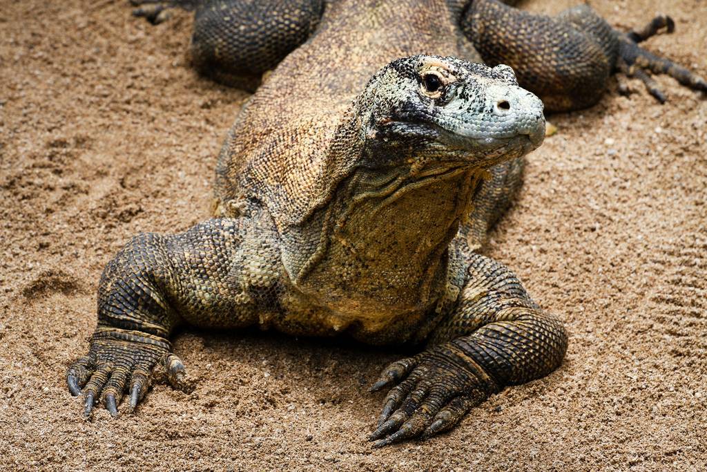 El dragón de Komodo tiene un aspecto similar al lagarto hallado. Imagen: Matthew Kenwrick.