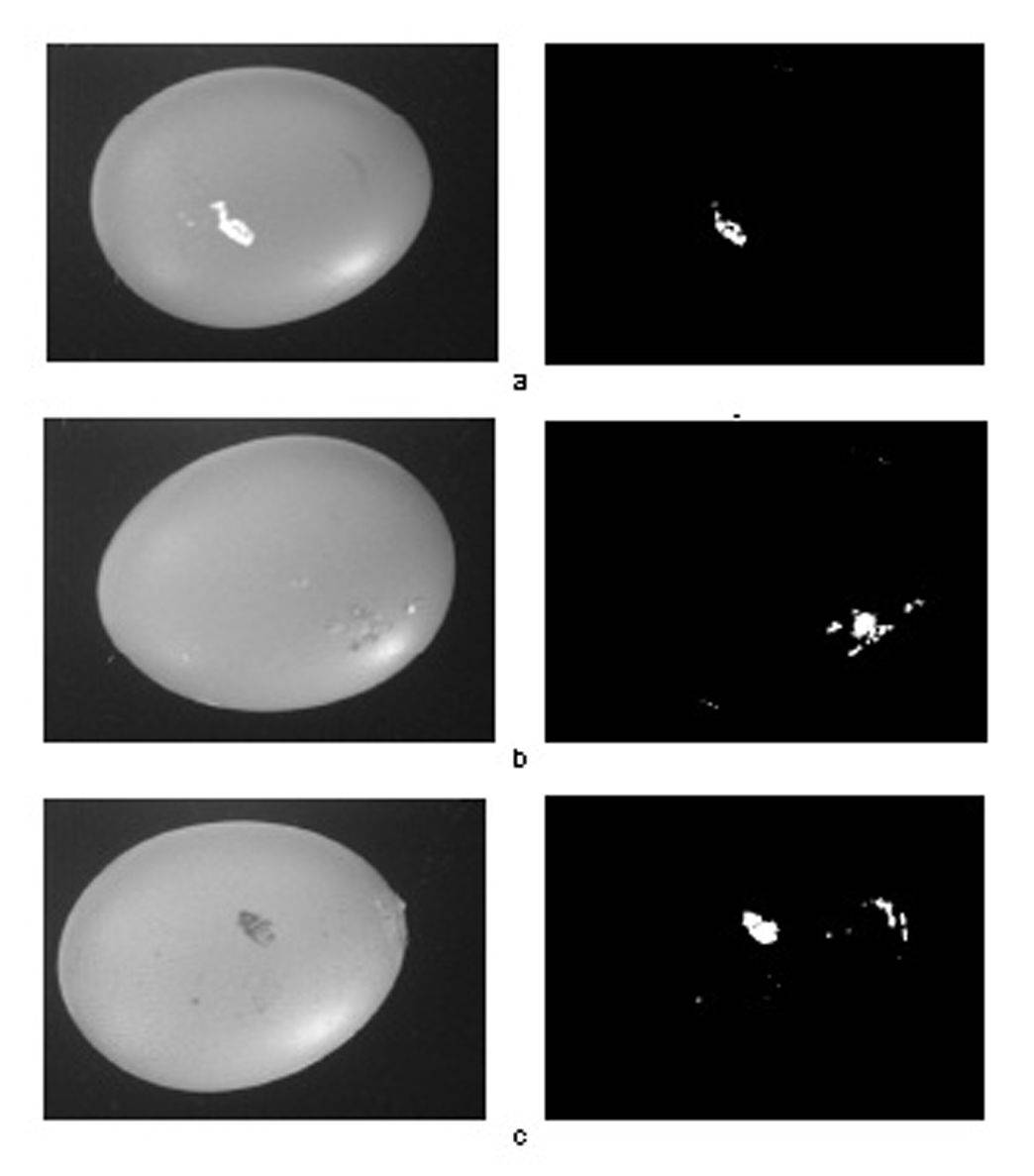Ejemplos de imágenes monocromáticas de cascaras de huevos defectuosos (izquierda) y de las mismas imágenes segmentadas (derecha) donde es posible apreciar los defectos. Fuente: Loredana Lunadei
