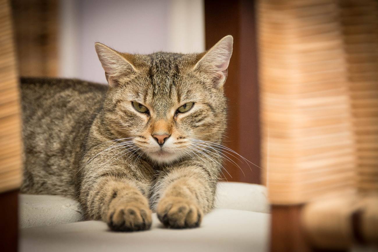 Guión Brillar Del Sur Detectado el primer gato infectado con el nuevo coronavirus en España