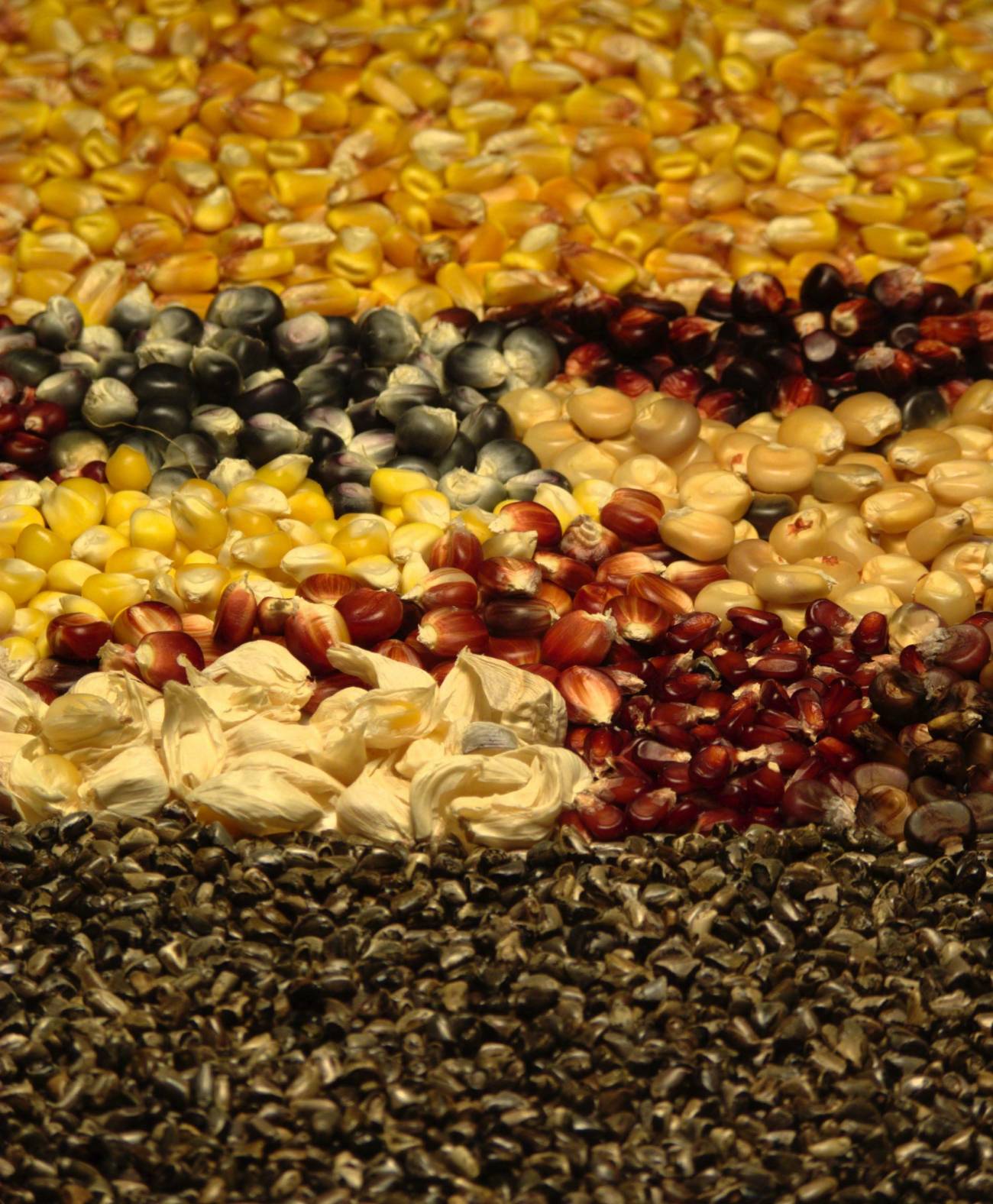Semillas de maíz silvestre, criollo y domesticado. Se ve la evolución ha seleccionado la uniformidad de las semillas.