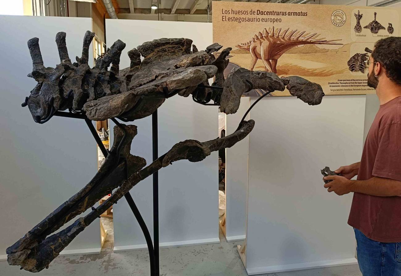 Presentados fósiles excepcionales de dinosaurio