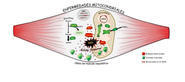 Dibujo diagrama de enfermedades mitocondriales en una célula del músculo esquelético