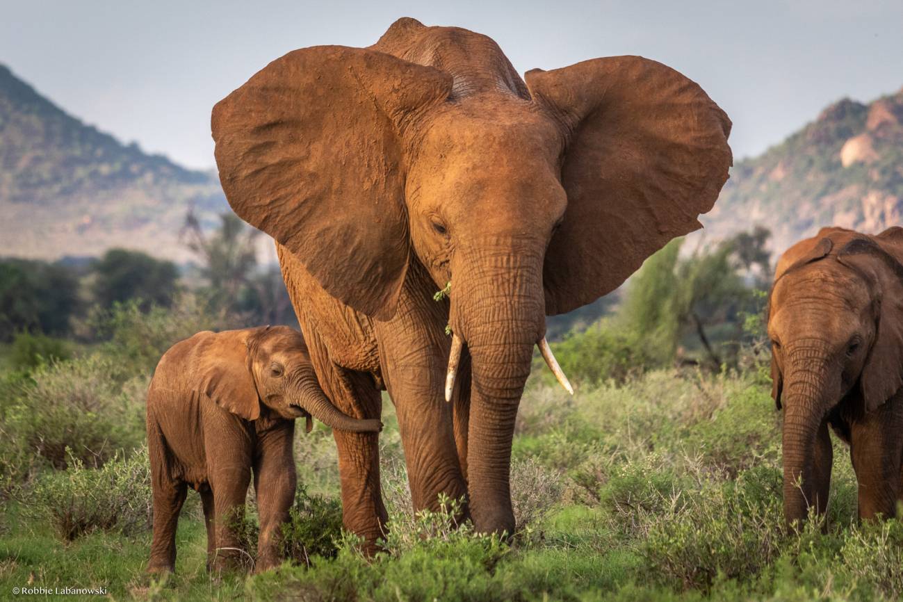 Madre elefante y su cría en Kenia