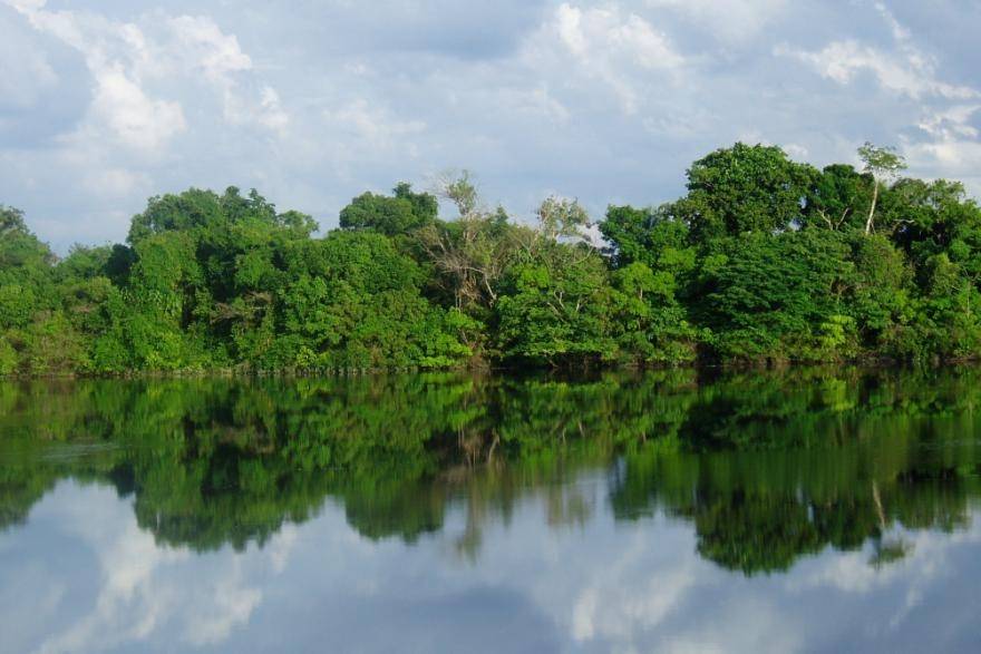 Bosque de Manaus (Brasil)