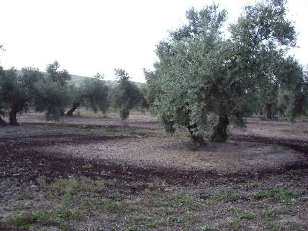 Panorámica del olivar tras aplicación de compost de alperujo / Fundación Descubre