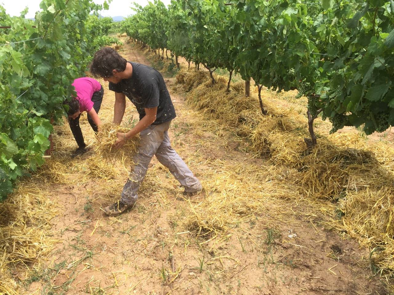 El acolchado de paja reduce en un 78% el nivel de erosión en suelos de  viñedo