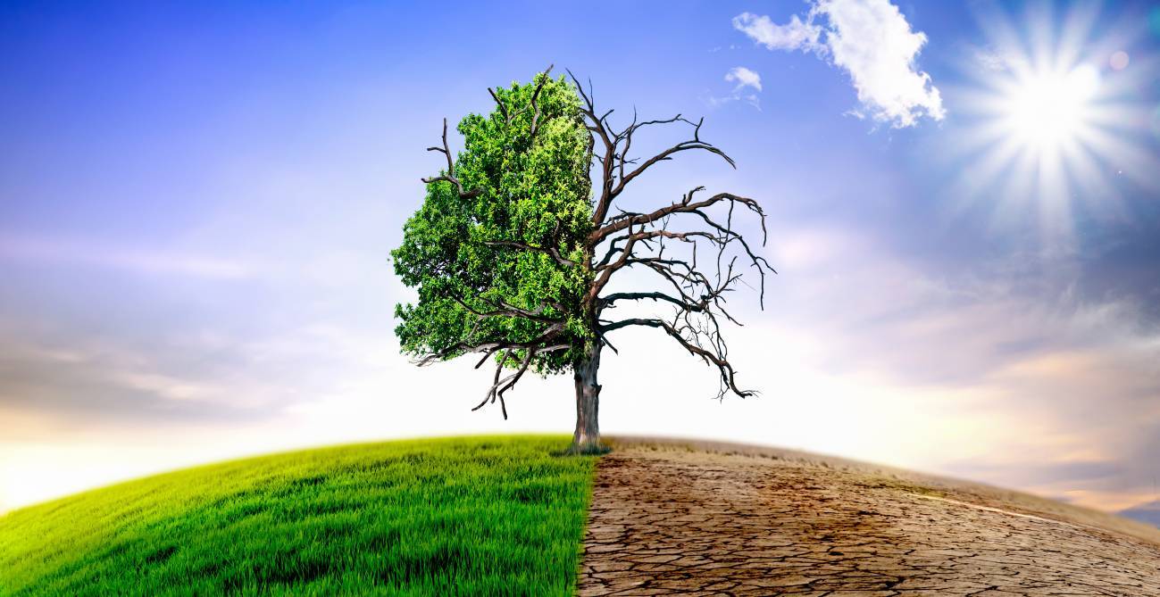 árbol con y sin sequía