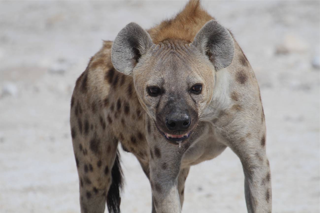El 'amor-odio' entre leones y hienas o cómo compiten por la carroña