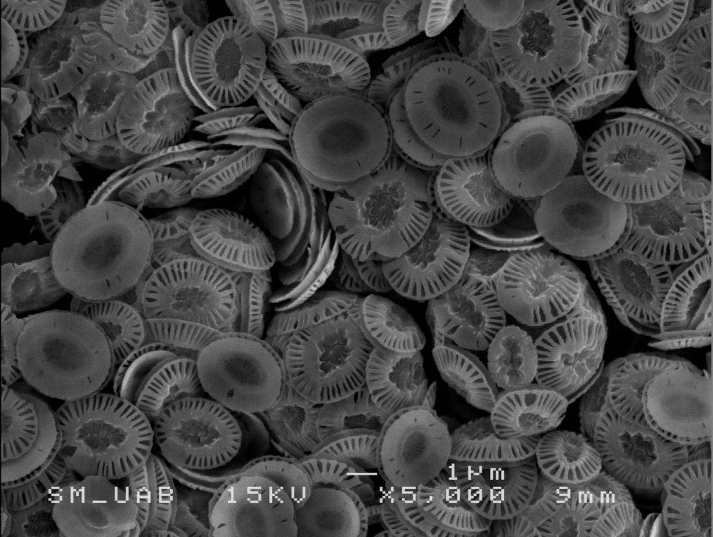 Cocolitóforos vistos a través del microscopio