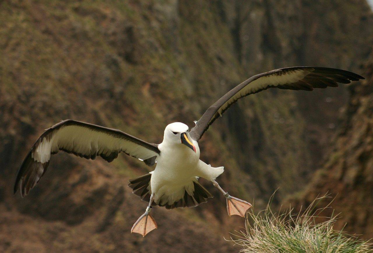  Albatros en la costa