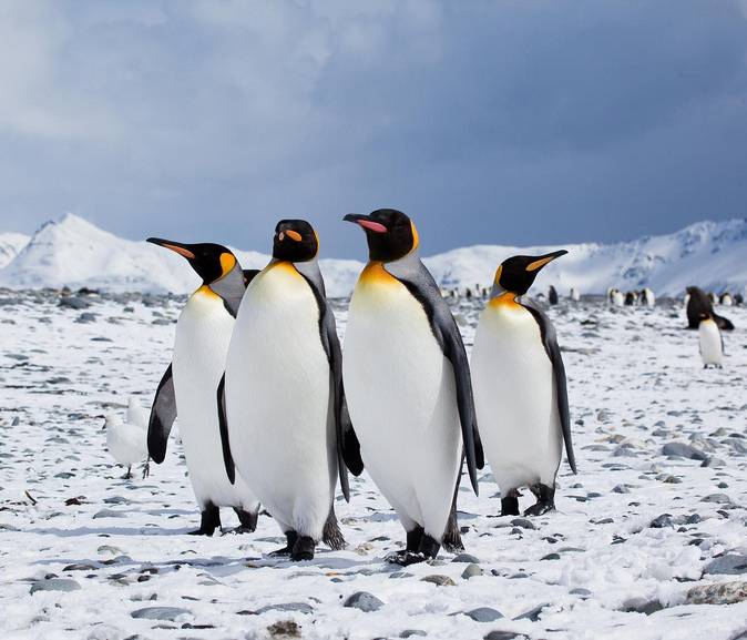 El cambio climático amenaza la supervivencia de los pingüinos de la  Antártida