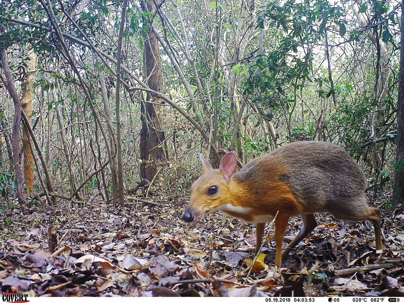 El ciervo ratón de Vietnam no se había extinguido