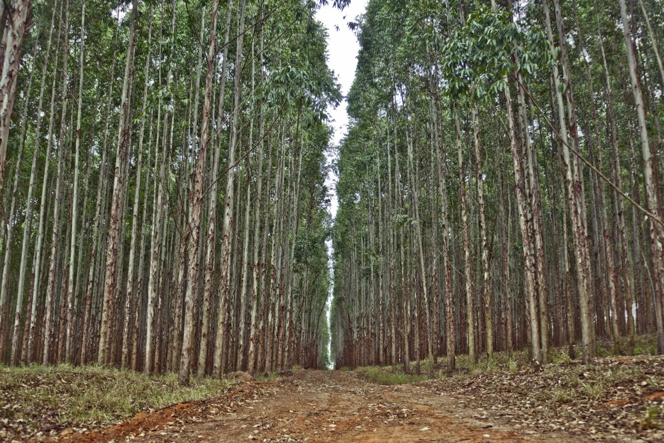 melodía Sano Goteo El crecimiento de plantaciones de eucalipto se calcula desde la nube