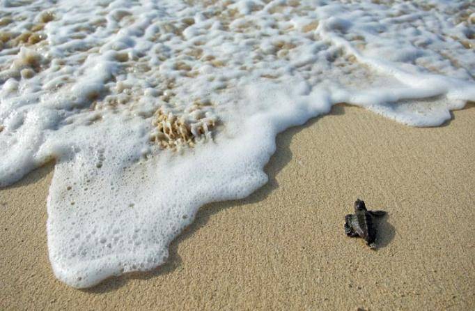 La tortuga boba (Caretta caretta) en una playa