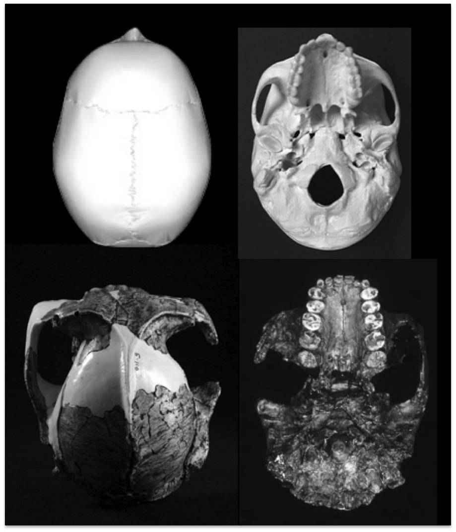 Vstas superior e inferior del cráneo OH5 (izquierdaParanthropus boisei); a la derecha, mismas vistas de un cráneo de Homo Sapiens.  