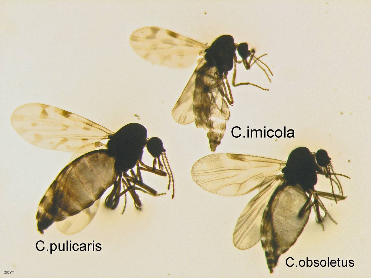 Especies de mosquito estudiadas durante las investigaciones. 