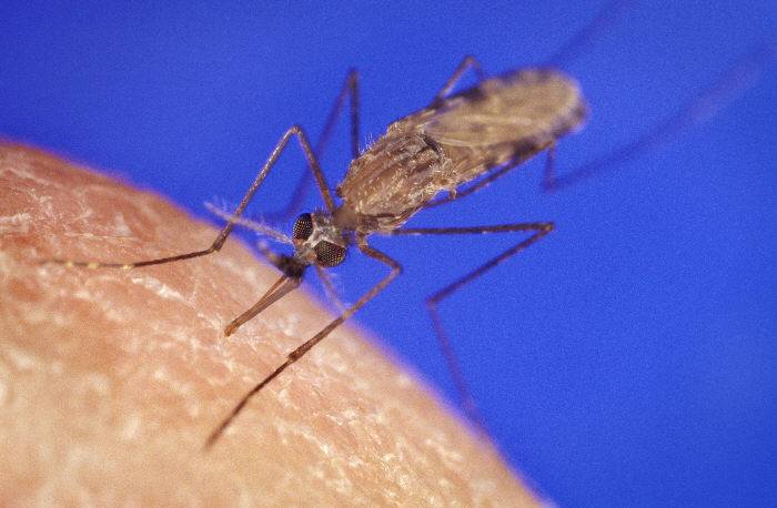 Mosquito Anopheles gambiae. Imagen: Wikipedia 