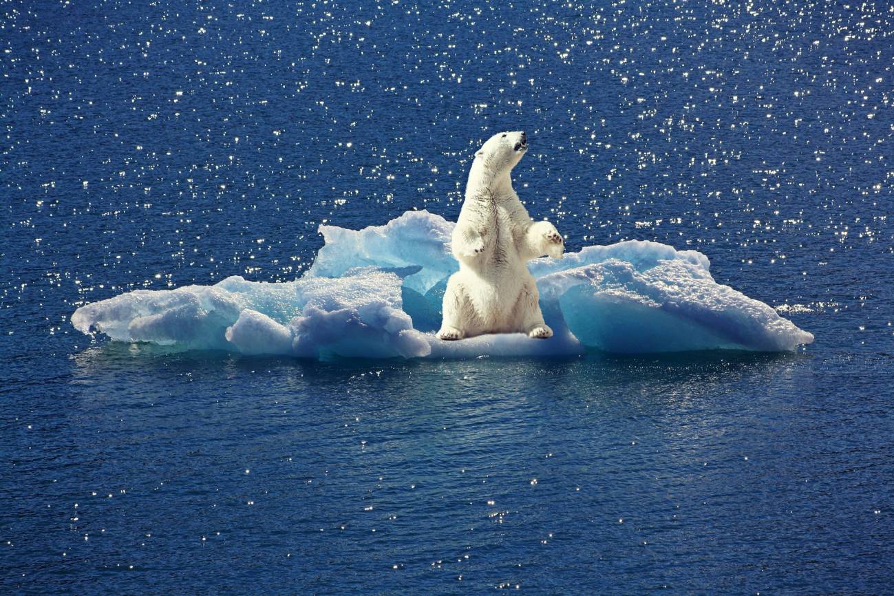 prisión Hola Alfombra El nivel de mercurio en los osos polares disminuye debido al cambio  climático