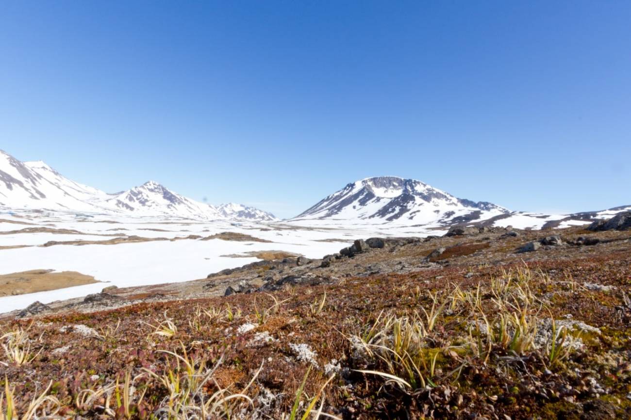 Vegetación de tundra en Groenlandia./ Josh Brown, University of Vermont