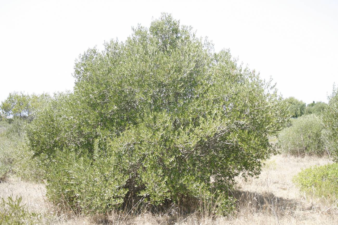 Ejemplar de olivo silvestre de Menorca / Ana Vázquez.