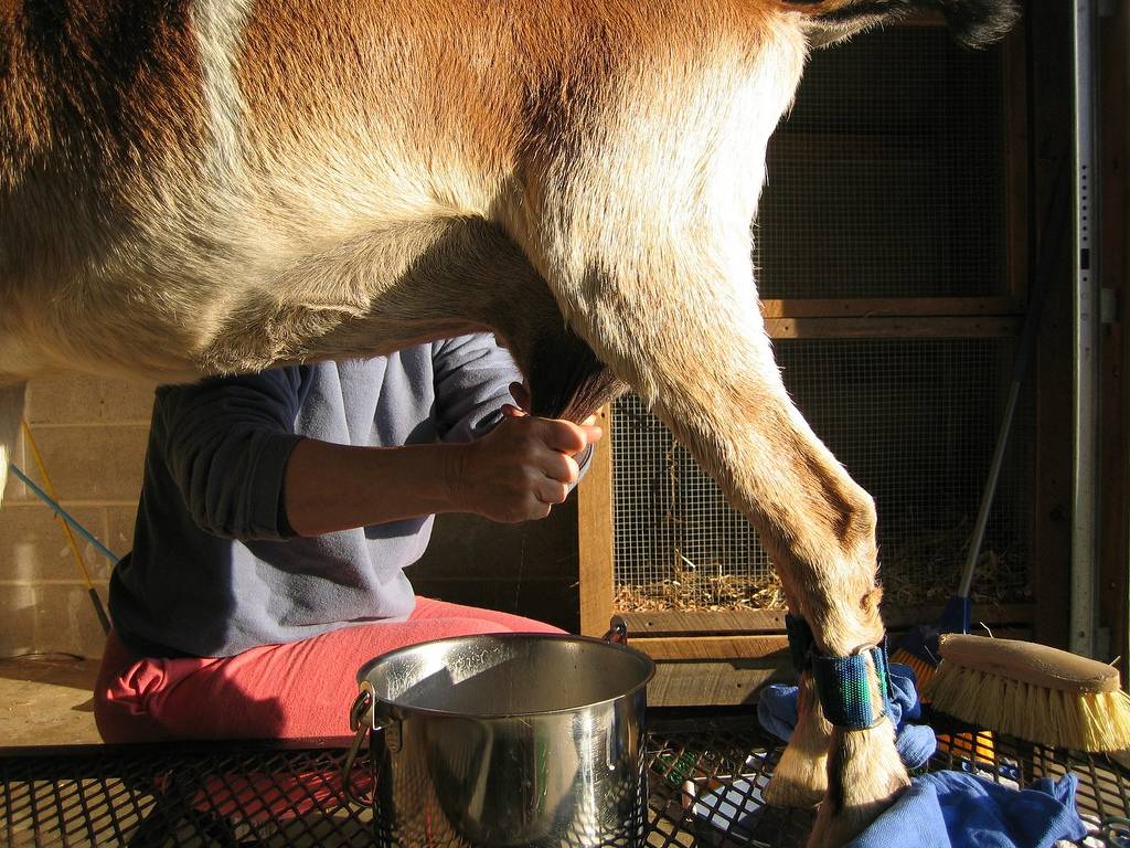 El organismo absorbe más minerales de la leche de cabra si está