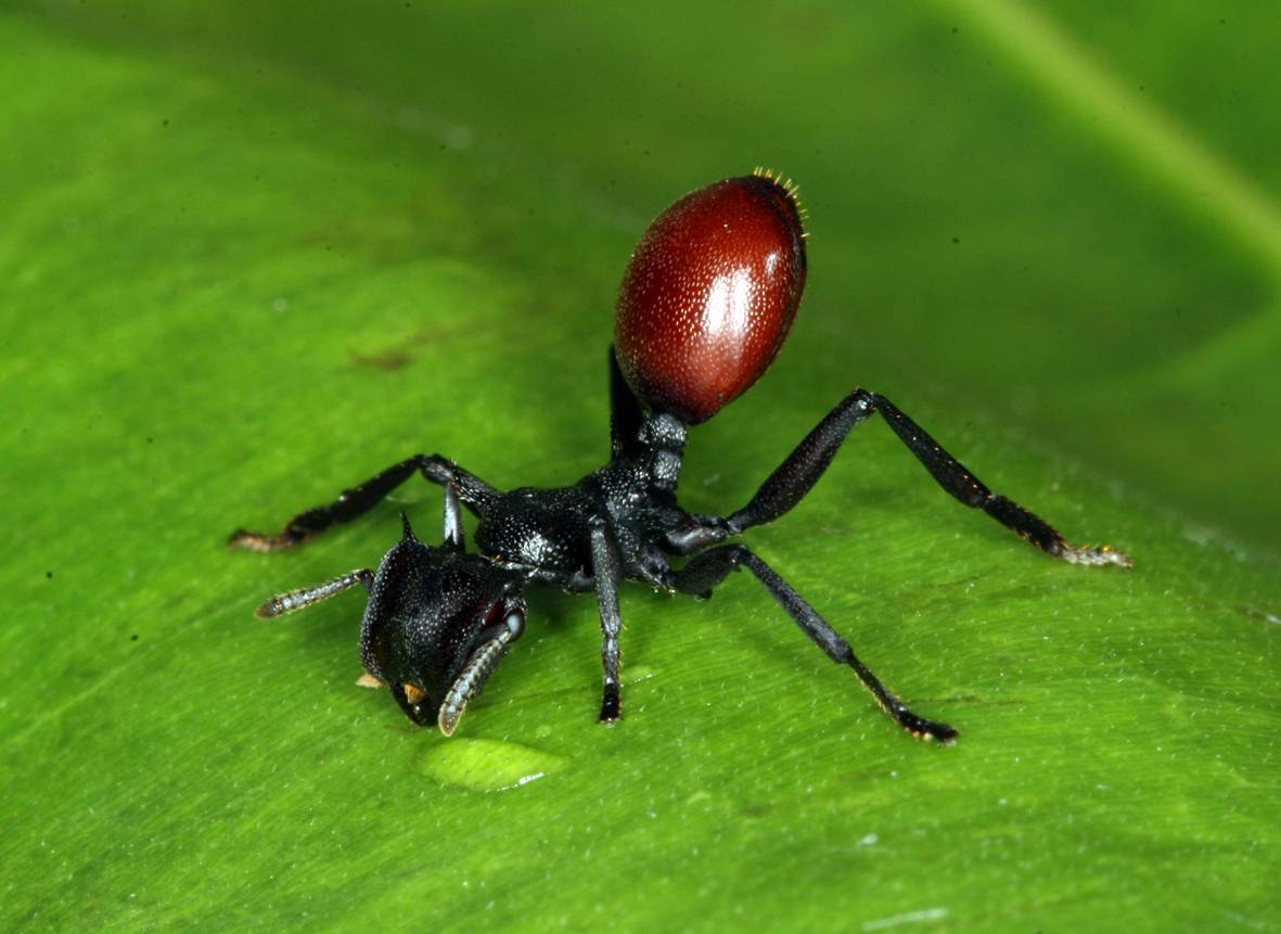 Pais de Ciudadania templado hablar El origen del altruismo en las hormigas podría estar en la manipulación  materna